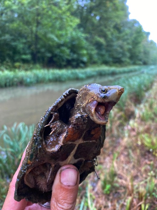 Stinkpot